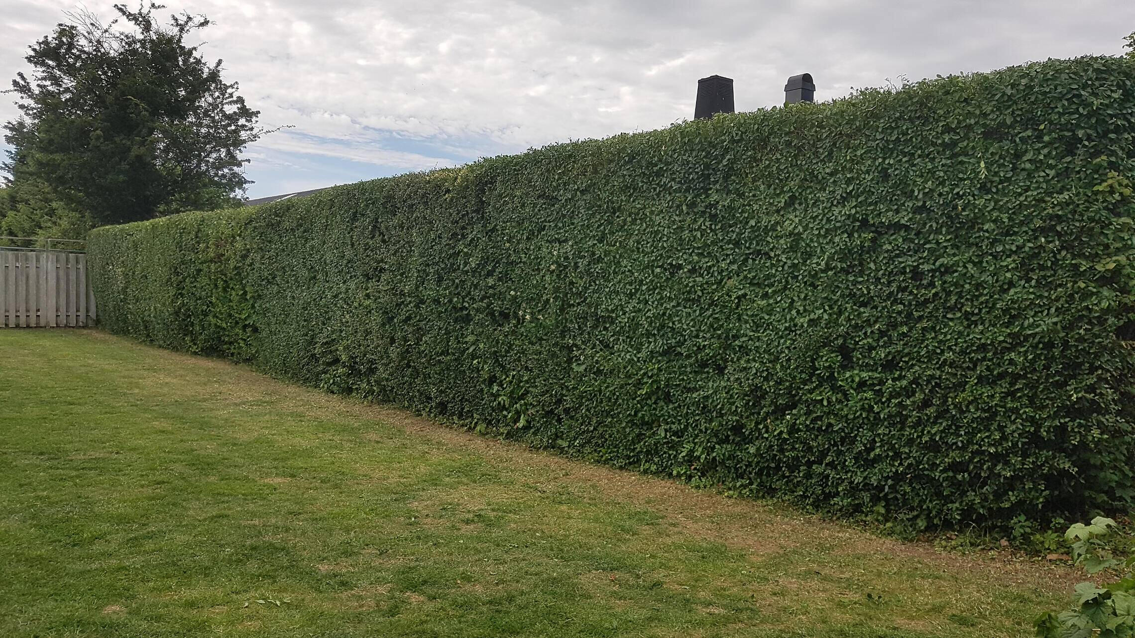 stängselkapning